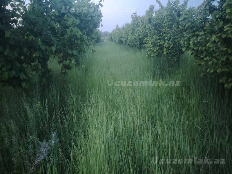 satilir-100-sot-torpaq-xacmaz-xacmaz-rayonu-nagioba-kendibde