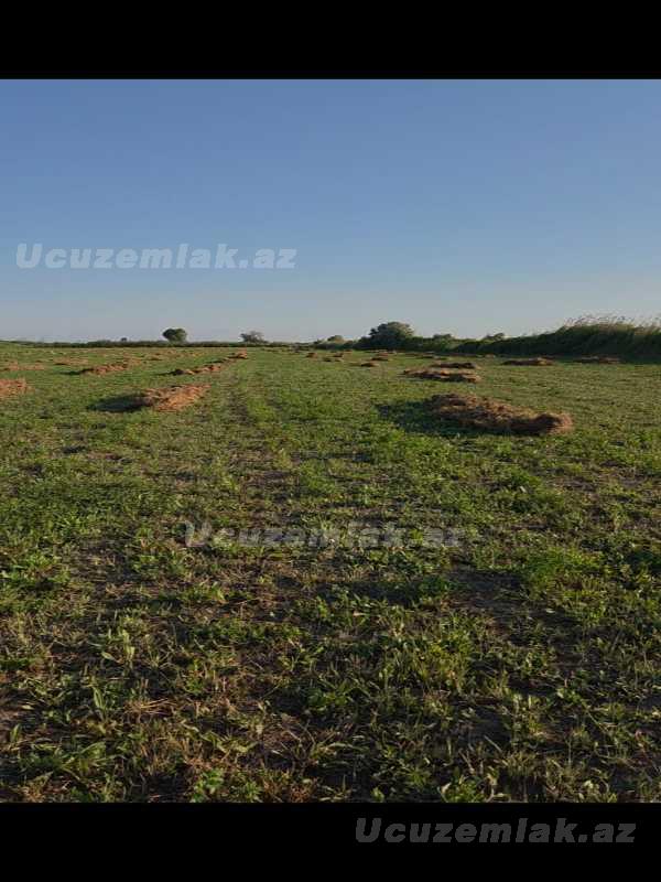 satilir-17800-sot-torpaq-sabirabad-sabirabad-rayonunerimankend
